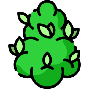 native york cannabis flower strain products